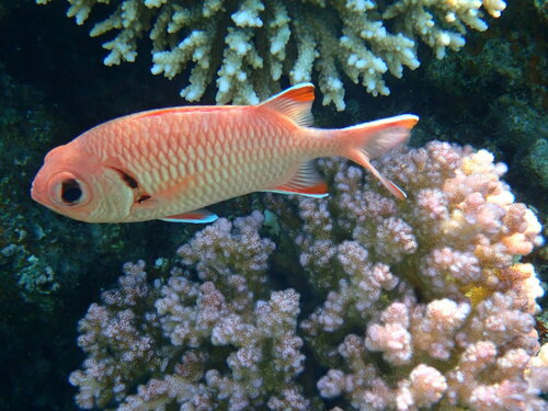 Crimson Soldierfish