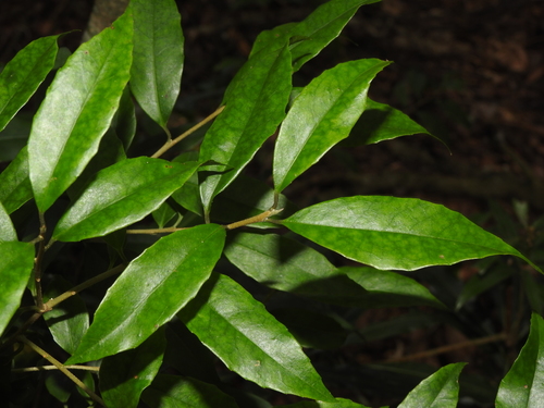 Symplocos sonoharae (Symplocos sonoharae)