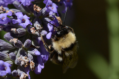 Bombus californicus