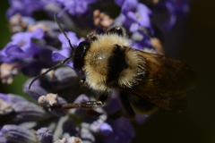Bombus californicus