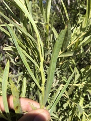 Salix exigua hindsiana