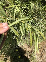 Salix exigua hindsiana