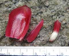 Costus spiralis