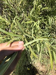 Salix exigua hindsiana