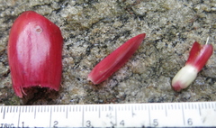 Costus spiralis