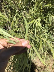 Salix exigua hindsiana