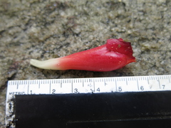 Costus spiralis