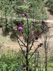 Cirsium vinaceum
