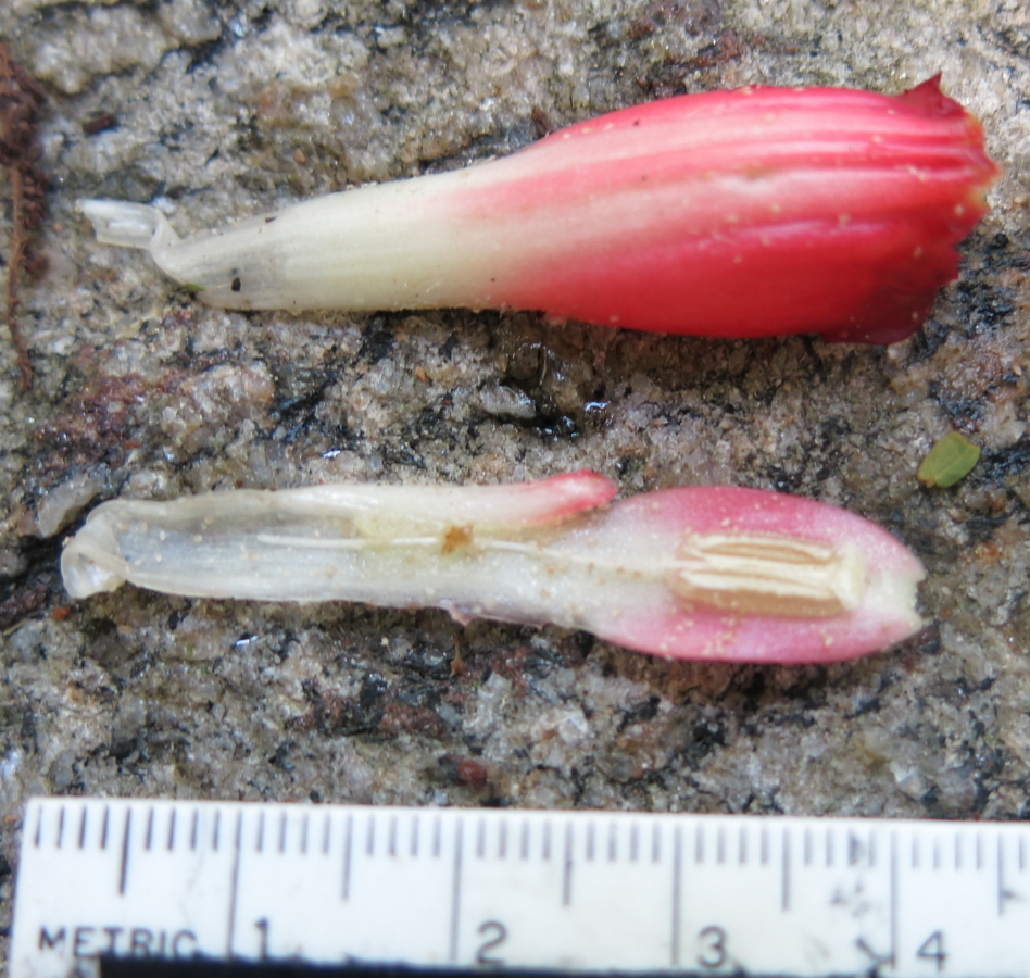 Costus spiralis