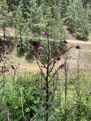 Cirsium vinaceum