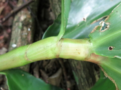 Costus spiralis