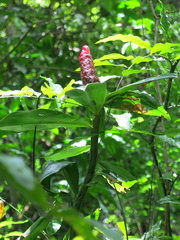 Costus spiralis