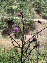Cirsium vinaceum