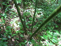 Costus spiralis