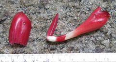 Costus spiralis