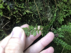 Asplenium tenuicaule