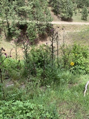 Cirsium vinaceum