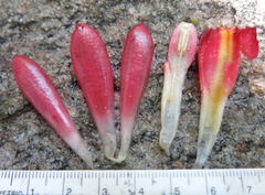Costus spiralis
