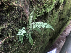 Asplenium tenuicaule