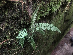 Asplenium tenuicaule
