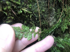 Asplenium tenuicaule