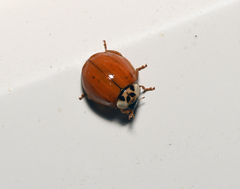 Harmonia axyridis