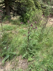 Cirsium vinaceum