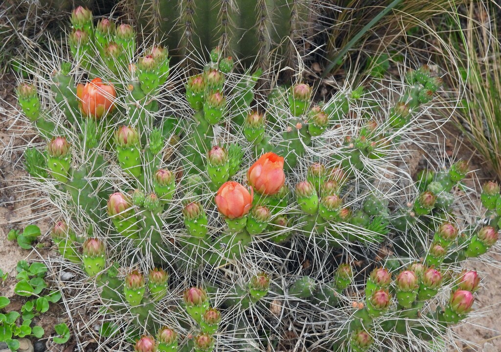 Tephrocactus verschaffeltii, Valle Grande, Jujuy, Argentina