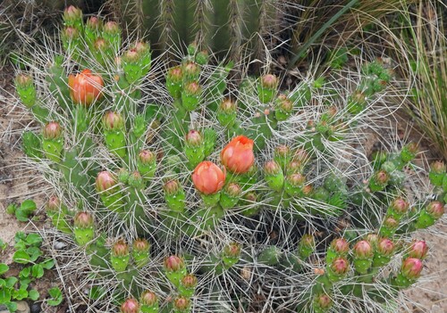 Tephrocactus verschaffeltii
