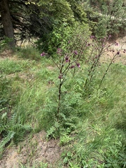Cirsium vinaceum