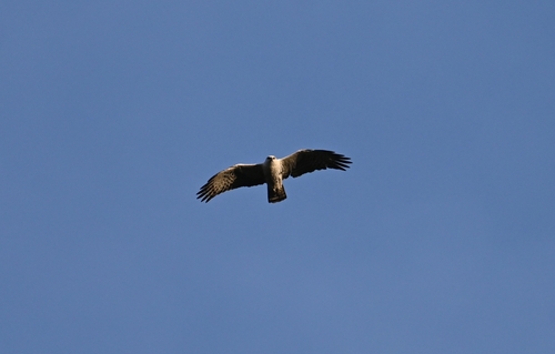 Ayres's Hawk-Eagle