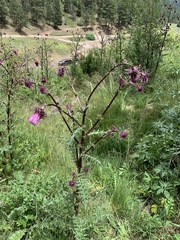 Cirsium vinaceum