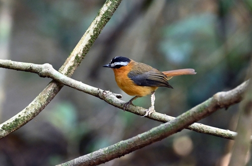 Grey-winged Robin-Chat