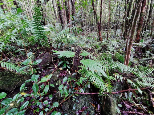 Ficus lateriflora