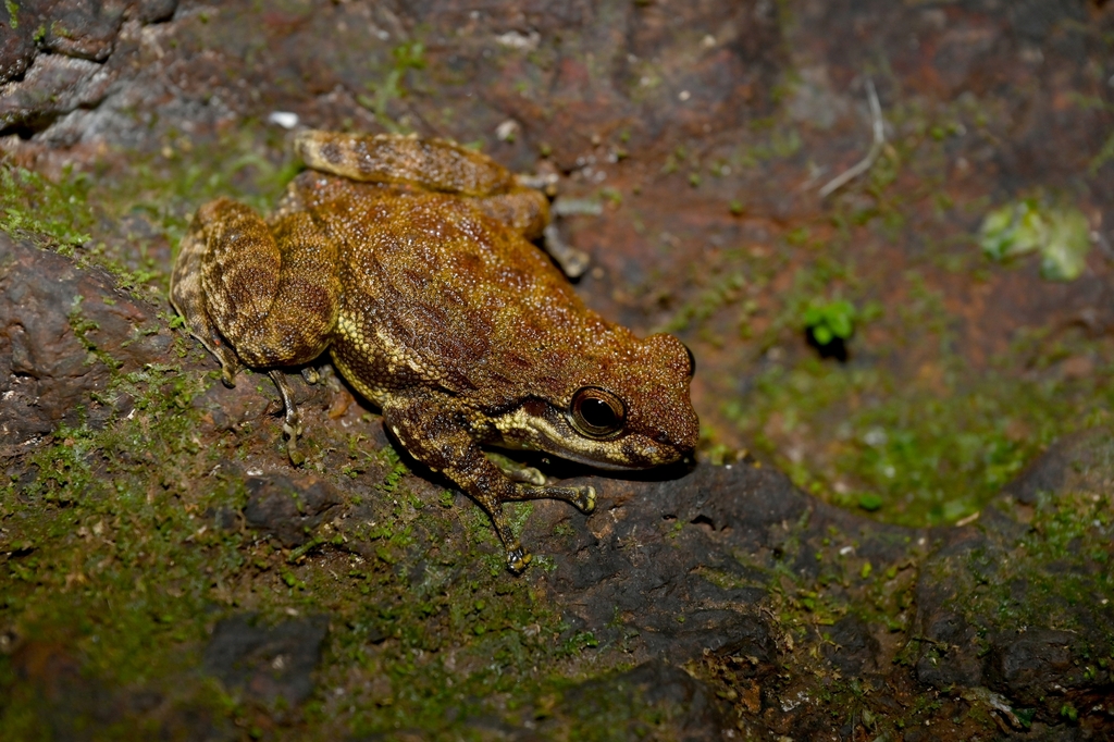 Arndt's Torrent-Frog