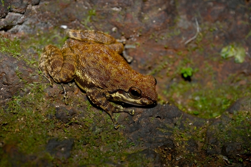 Odontobatrachus arndti