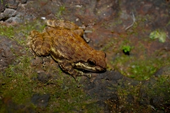 Arndt's Torrent-Frog photo 1