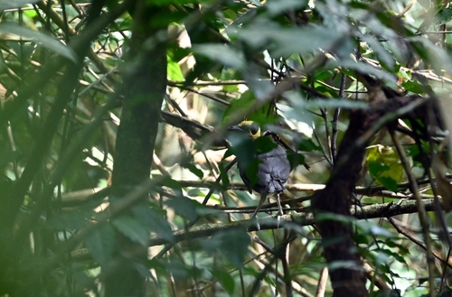 White-necked Rockfowl