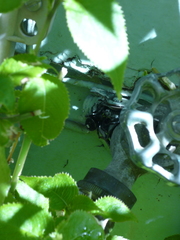 Phidippus audax