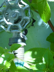 Phidippus audax