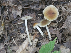 Pseudosperma friabile