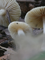 Pseudosperma friabile