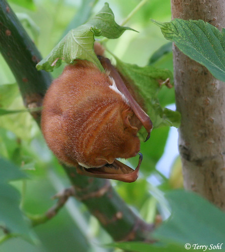 Eastern Red Bat photographed in South Dakota
