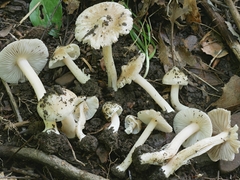 Inocybe velicopia
