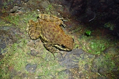 Arndt's Torrent-Frog photo 2