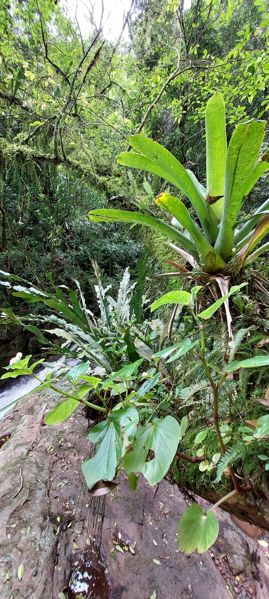 Vriesea platynema