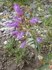 Penstemon lyallii