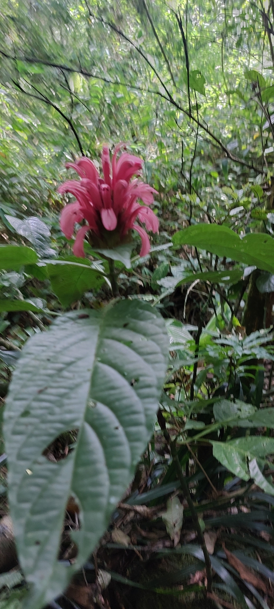 Justicia carnea