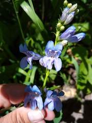 Penstemon subglaber