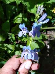 Penstemon subglaber